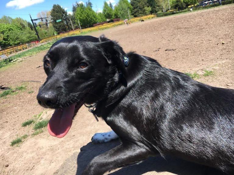 Tips And Tricks Every Human Should Know About Caring For Dogs