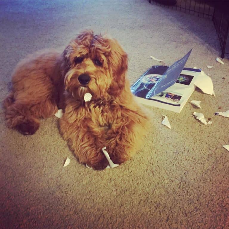 Dog Owners, Listen To These Solid Ideas!