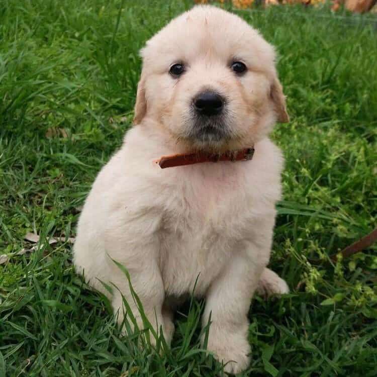 Want To Know More About Canines? Read This