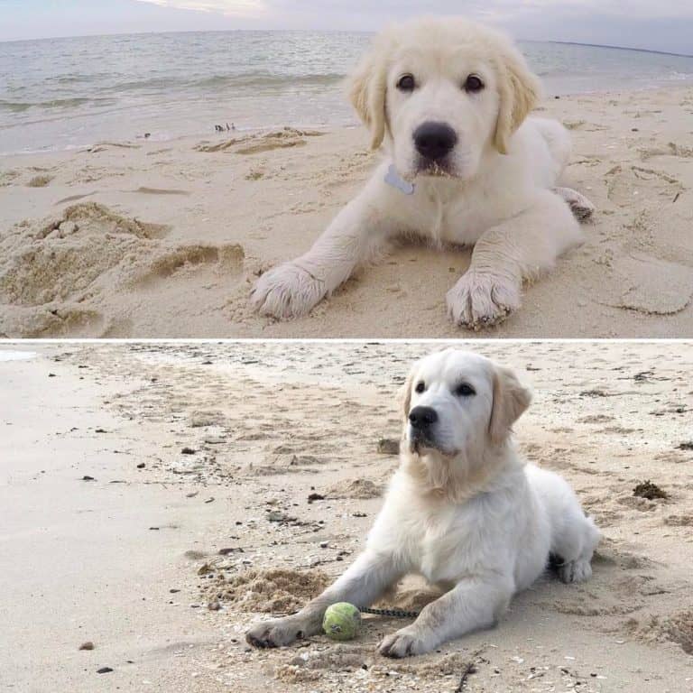 Solid Information About Dogs Which Is Easy To Understand