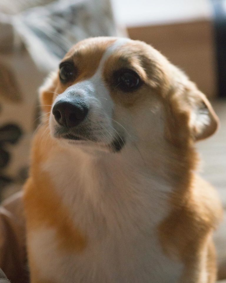 Dog Owners Of All Ages, Listen Up!