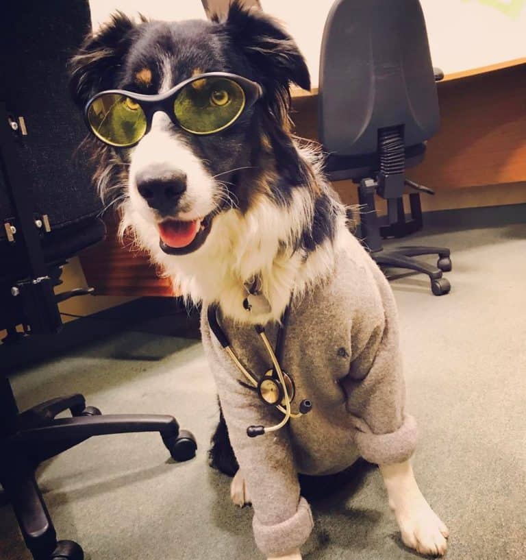 What To Know When Raising A Dog