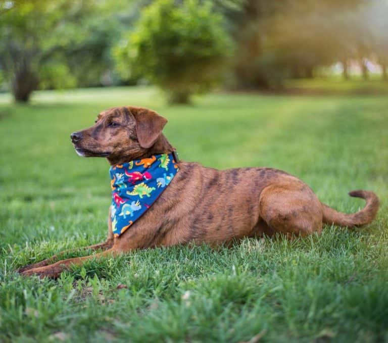 Dog Care Tips: Be A Great Friend To Man’s Best Friend