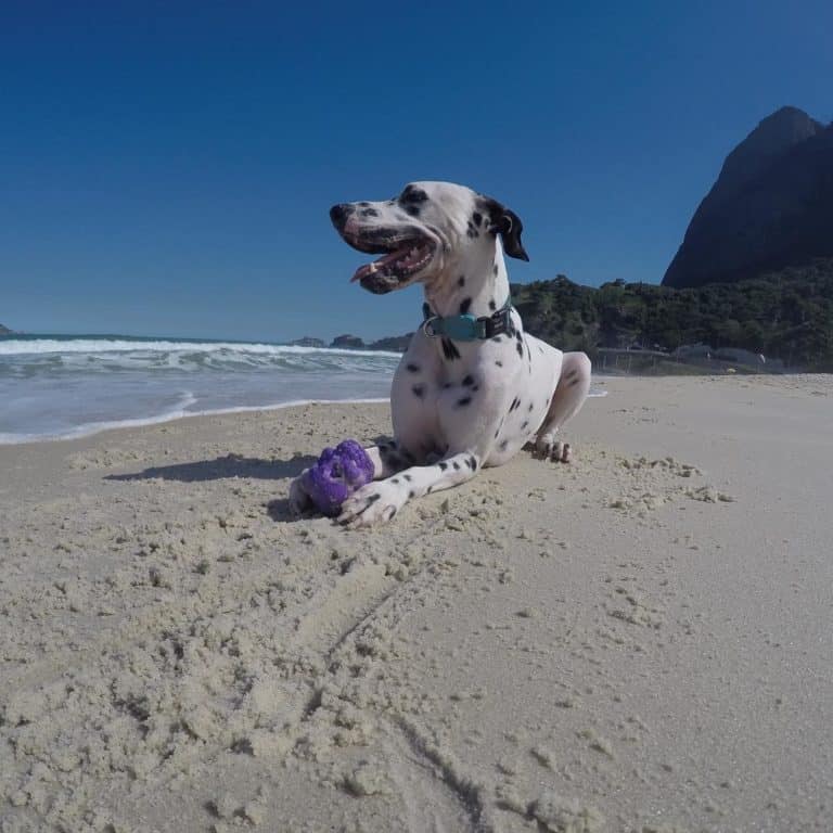 Advice That Every Dog Owner Can Use