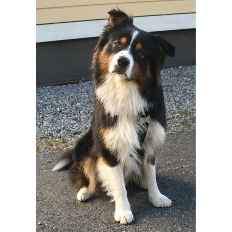 Helping You Figure Out Dogs With These Simple Tips