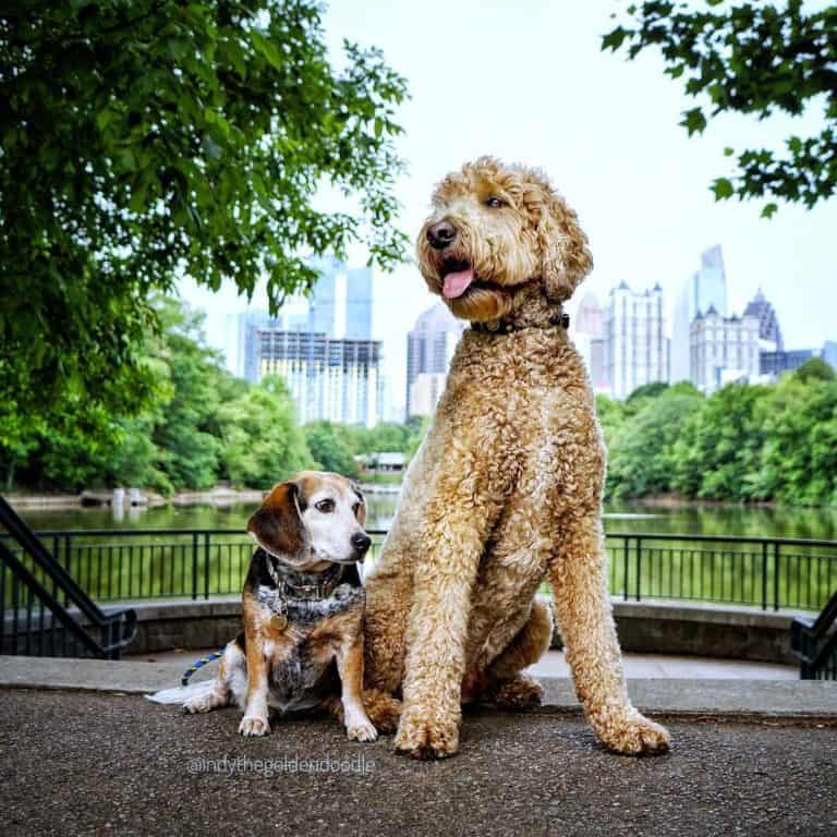 Excellent Tips On Training Your New Puppy