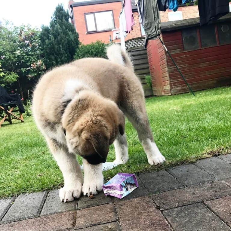 Simple Tips About Dogs That Are Easy To Follow