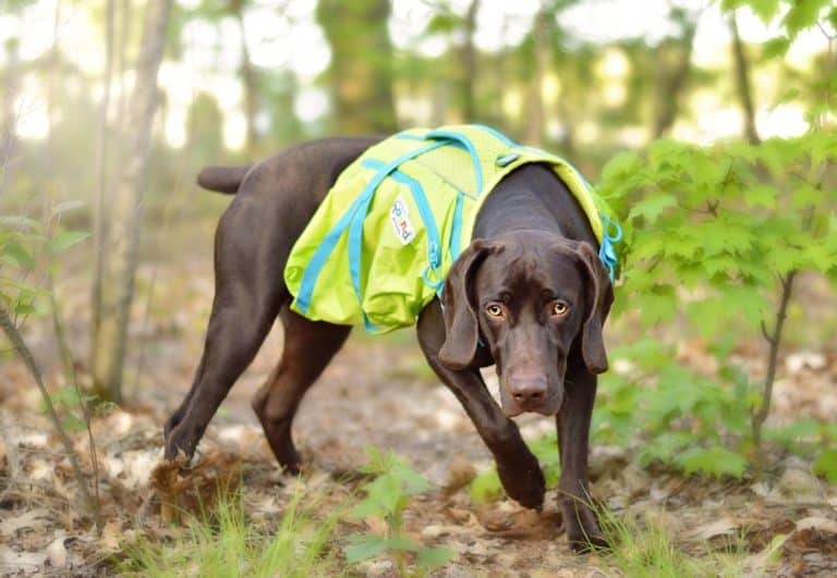 Everything You Should Know About Dog Care