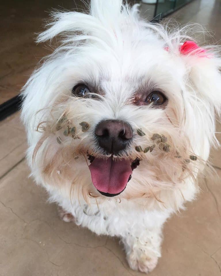 Simple Tips To Help You Understand Dogs