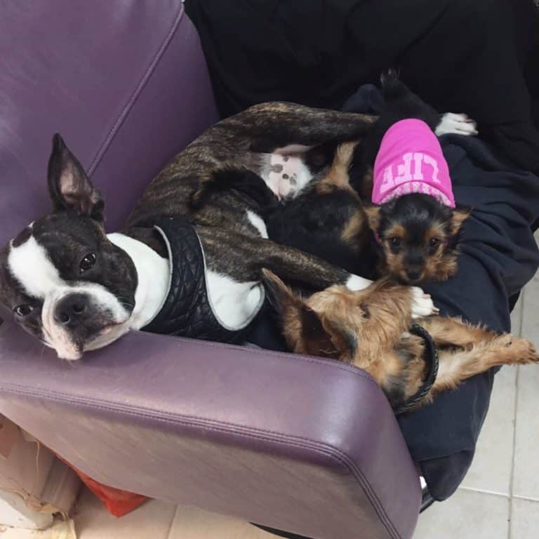 Buying A Dog? Consider This Advice First