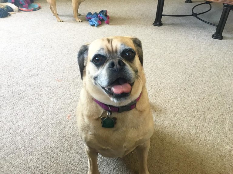 Simple Tips To Help You Understand Dogs