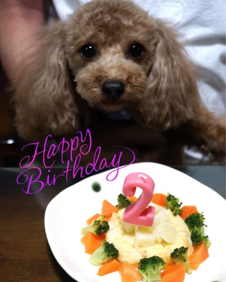 Advice On How To Care For Your Furry Companion