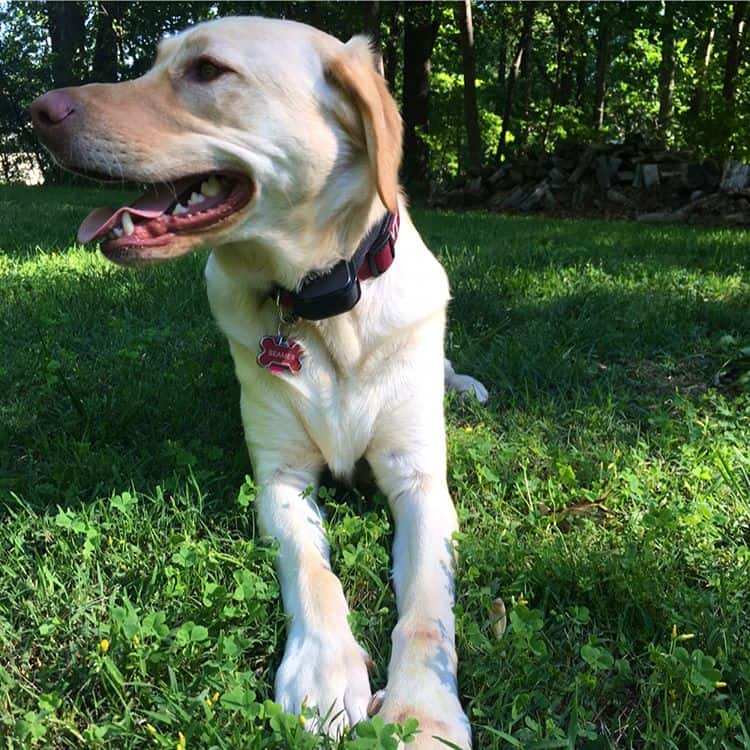 Here Lies The Answer To Your Dog-related Question