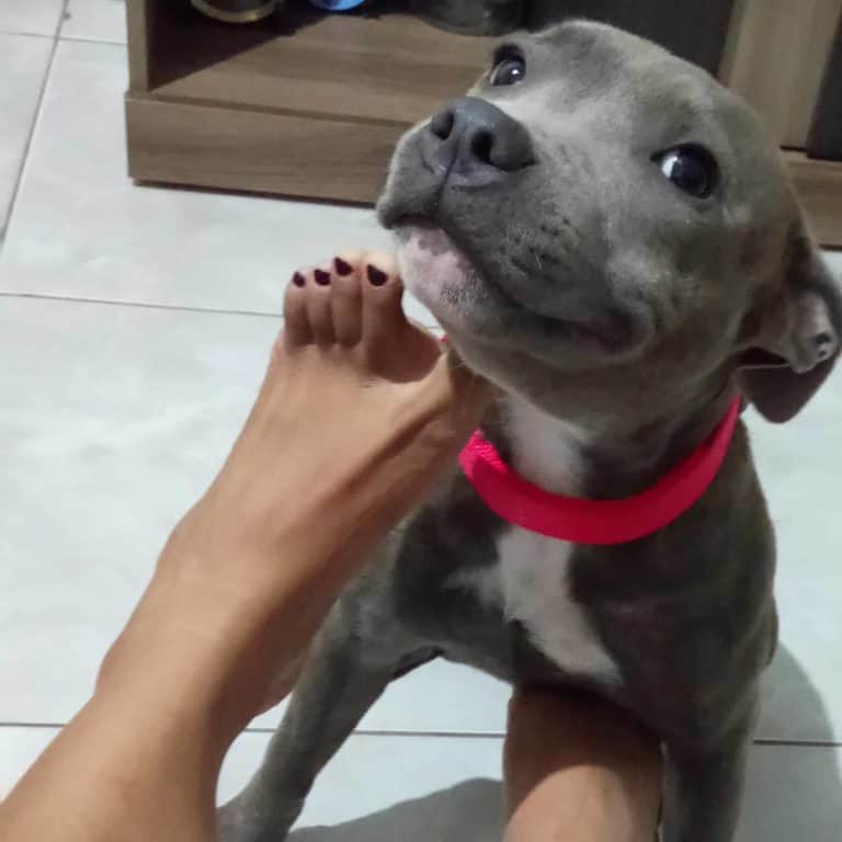 Open The Can Of Worms About Dog Ownership