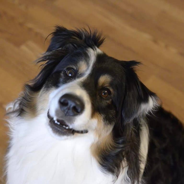 Learn How To Take The Best Care Of Your Dog.