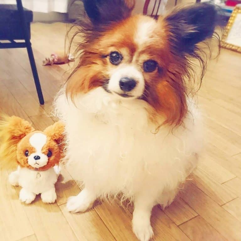 Learn How To Take The Best Care Of Your Dog.