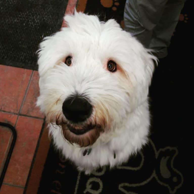 Tried And True Tips On Caring For Dogs