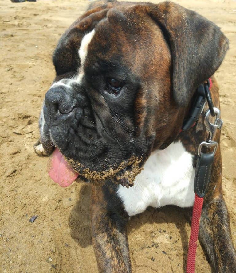 Use This Great Tips About Dogs To Help You Better Understand