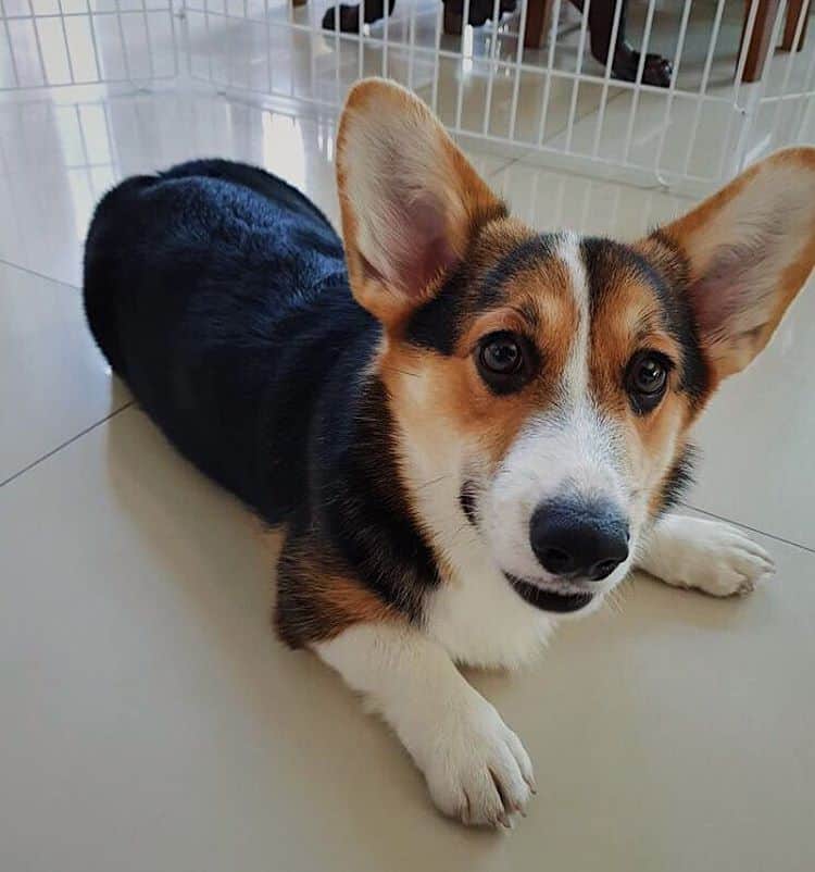 Great Ideas To Help Any Dog Owner